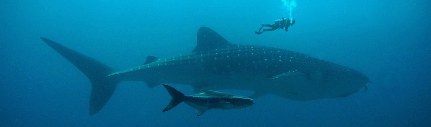 affrontare vendite impossibili: subacqueo che nuota sopra un grosso pesce con sotto un altro pesce grande ma più piccolo