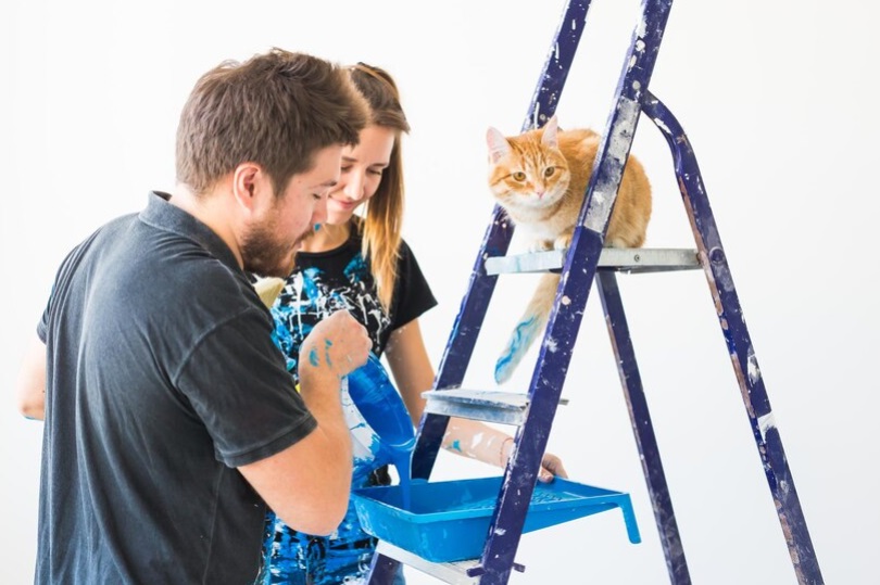 Casa Senza Far Scappare il Gatto