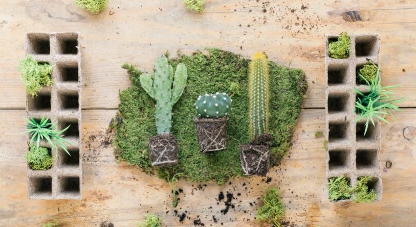 Perché le piante grasse e le ristrutturazioni non vanno d'accordo